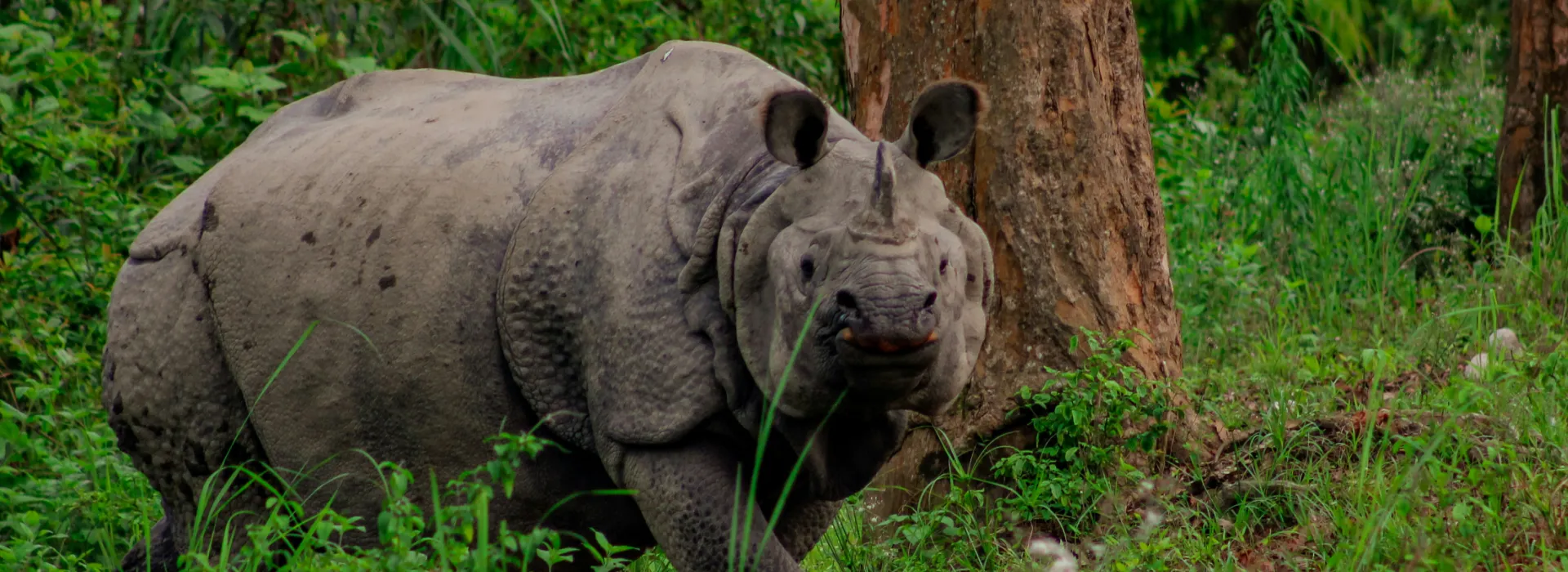 Amazing Meghalaya with Kaziranga